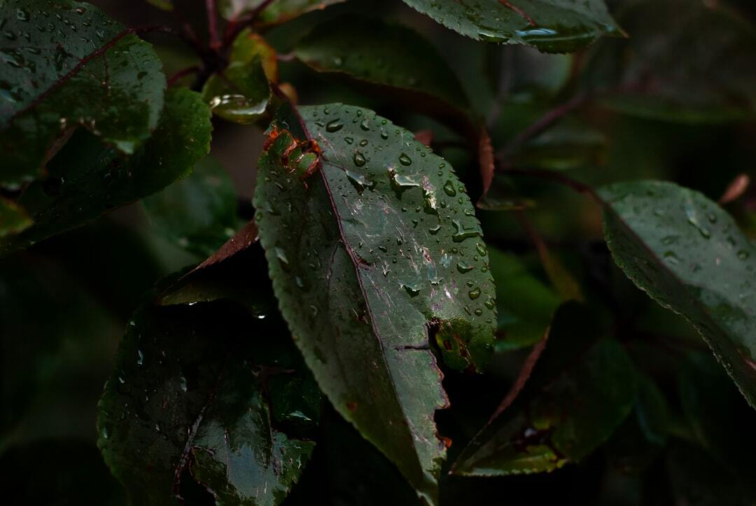 "Feuille verte en gros plan, exemple de photo formation botanique"