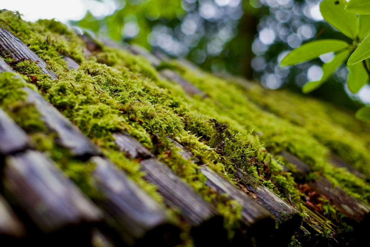 Mousse verte luxuriante sur un tronc d'arbre dans la forêt.